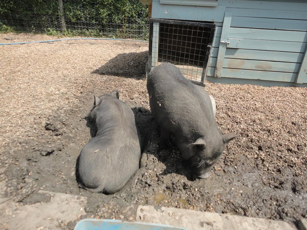 Willow Court Farm Studio South & Petting Farm, 8 Mins From Legoland & Windsor, 15 Mins From Lapland Uk 外观 照片