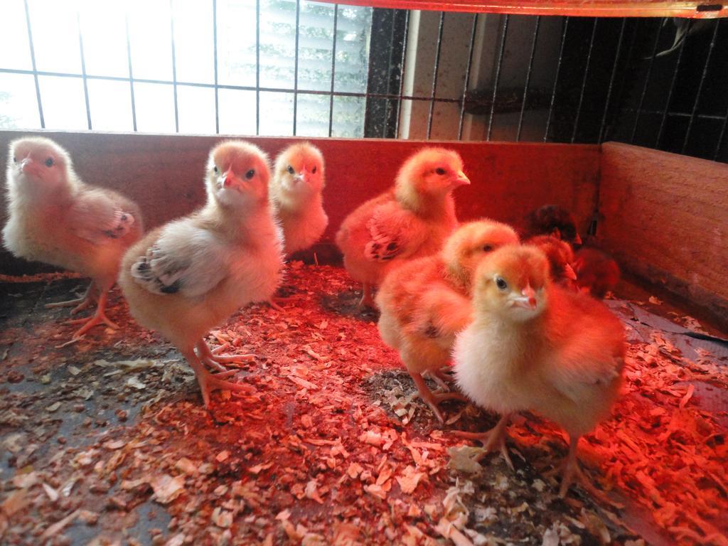 Willow Court Farm Studio South & Petting Farm, 8 Mins From Legoland & Windsor, 15 Mins From Lapland Uk 外观 照片