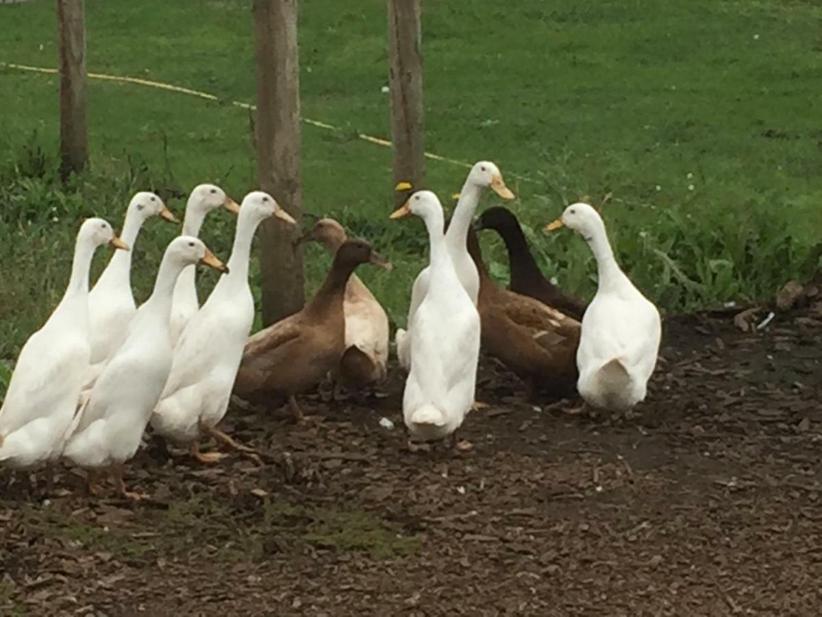 Willow Court Farm Studio South & Petting Farm, 8 Mins From Legoland & Windsor, 15 Mins From Lapland Uk 外观 照片