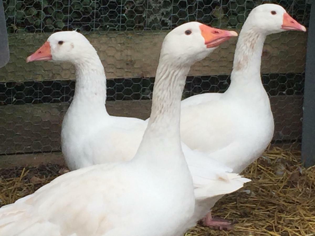 Willow Court Farm Studio South & Petting Farm, 8 Mins From Legoland & Windsor, 15 Mins From Lapland Uk 外观 照片