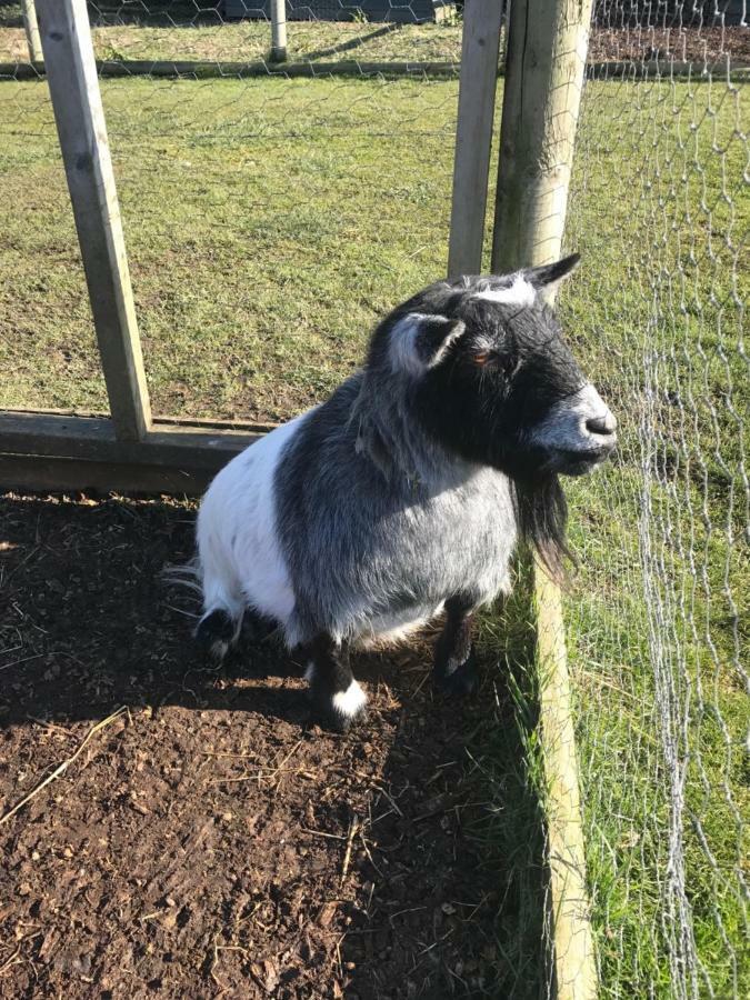 Willow Court Farm Studio South & Petting Farm, 8 Mins From Legoland & Windsor, 15 Mins From Lapland Uk 外观 照片