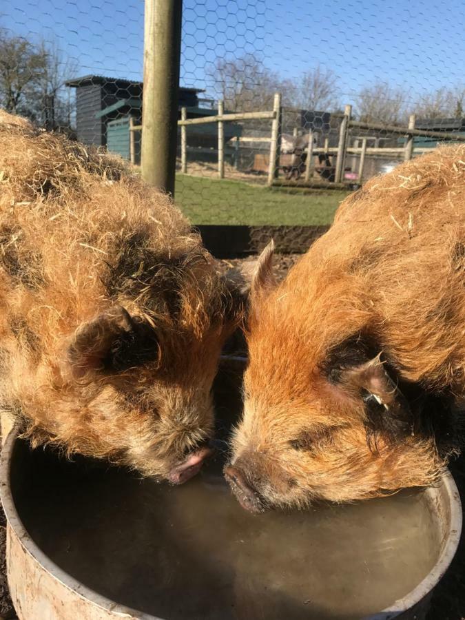 Willow Court Farm Studio South & Petting Farm, 8 Mins From Legoland & Windsor, 15 Mins From Lapland Uk 外观 照片