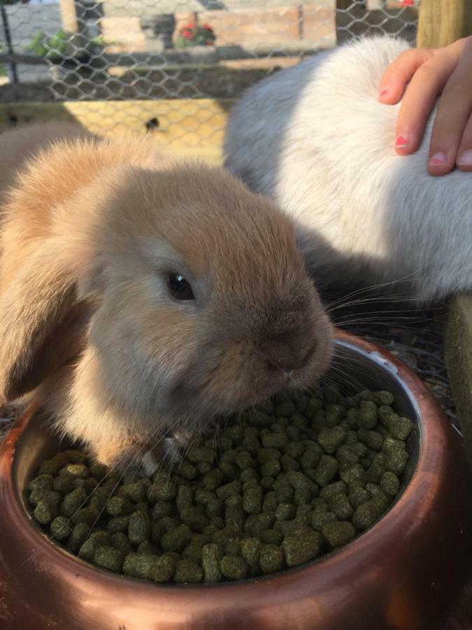Willow Court Farm Studio South & Petting Farm, 8 Mins From Legoland & Windsor, 15 Mins From Lapland Uk 外观 照片