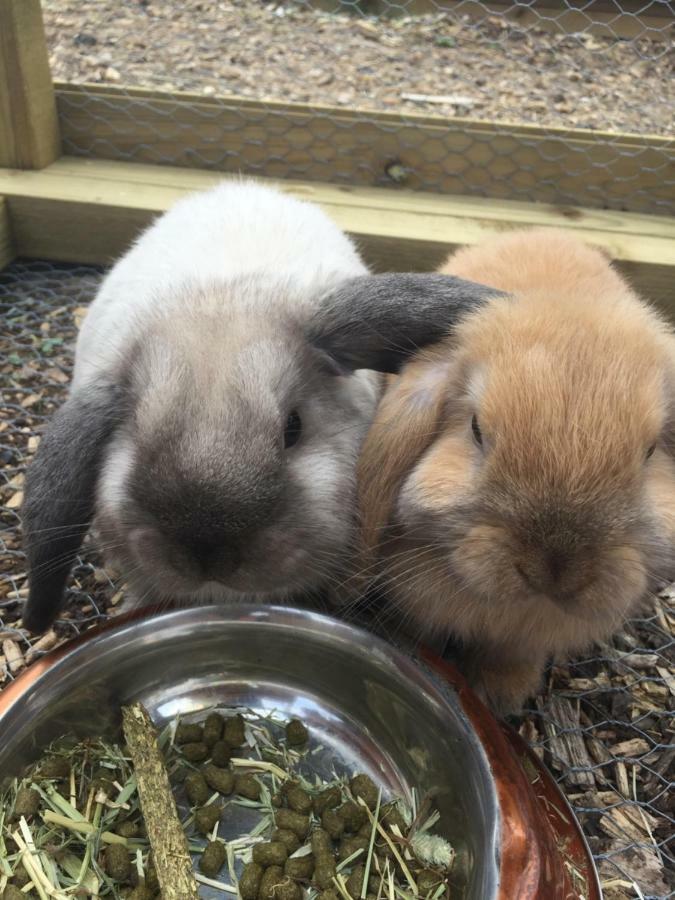 Willow Court Farm Studio South & Petting Farm, 8 Mins From Legoland & Windsor, 15 Mins From Lapland Uk 外观 照片