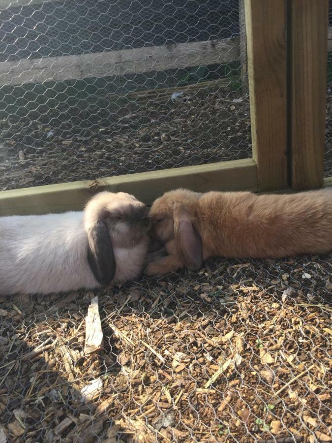 Willow Court Farm Studio South & Petting Farm, 8 Mins From Legoland & Windsor, 15 Mins From Lapland Uk 外观 照片