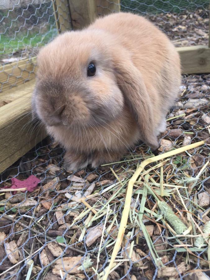 Willow Court Farm Studio South & Petting Farm, 8 Mins From Legoland & Windsor, 15 Mins From Lapland Uk 外观 照片