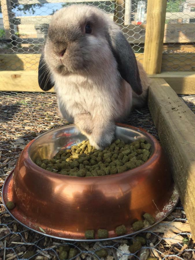 Willow Court Farm Studio South & Petting Farm, 8 Mins From Legoland & Windsor, 15 Mins From Lapland Uk 外观 照片